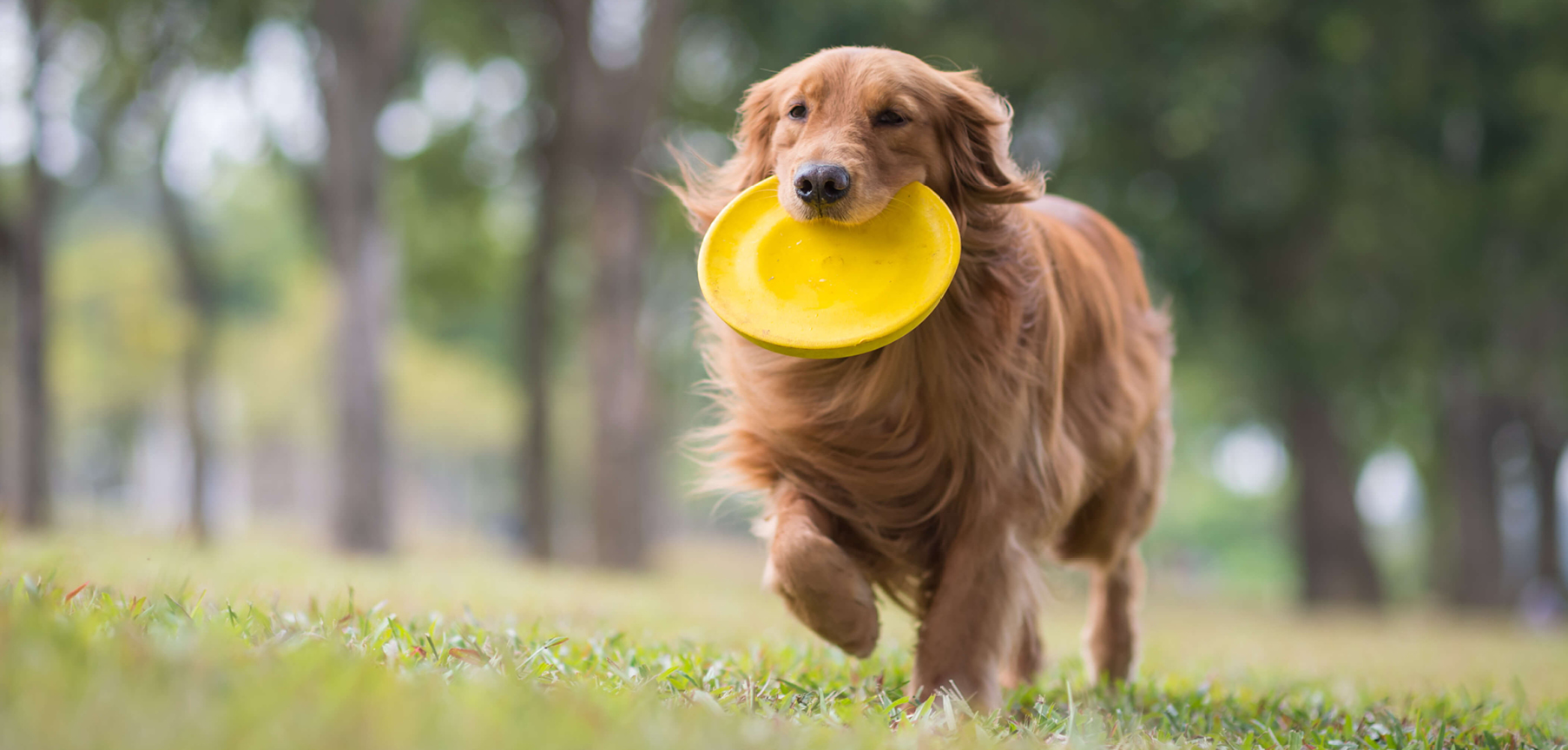 Dog Park